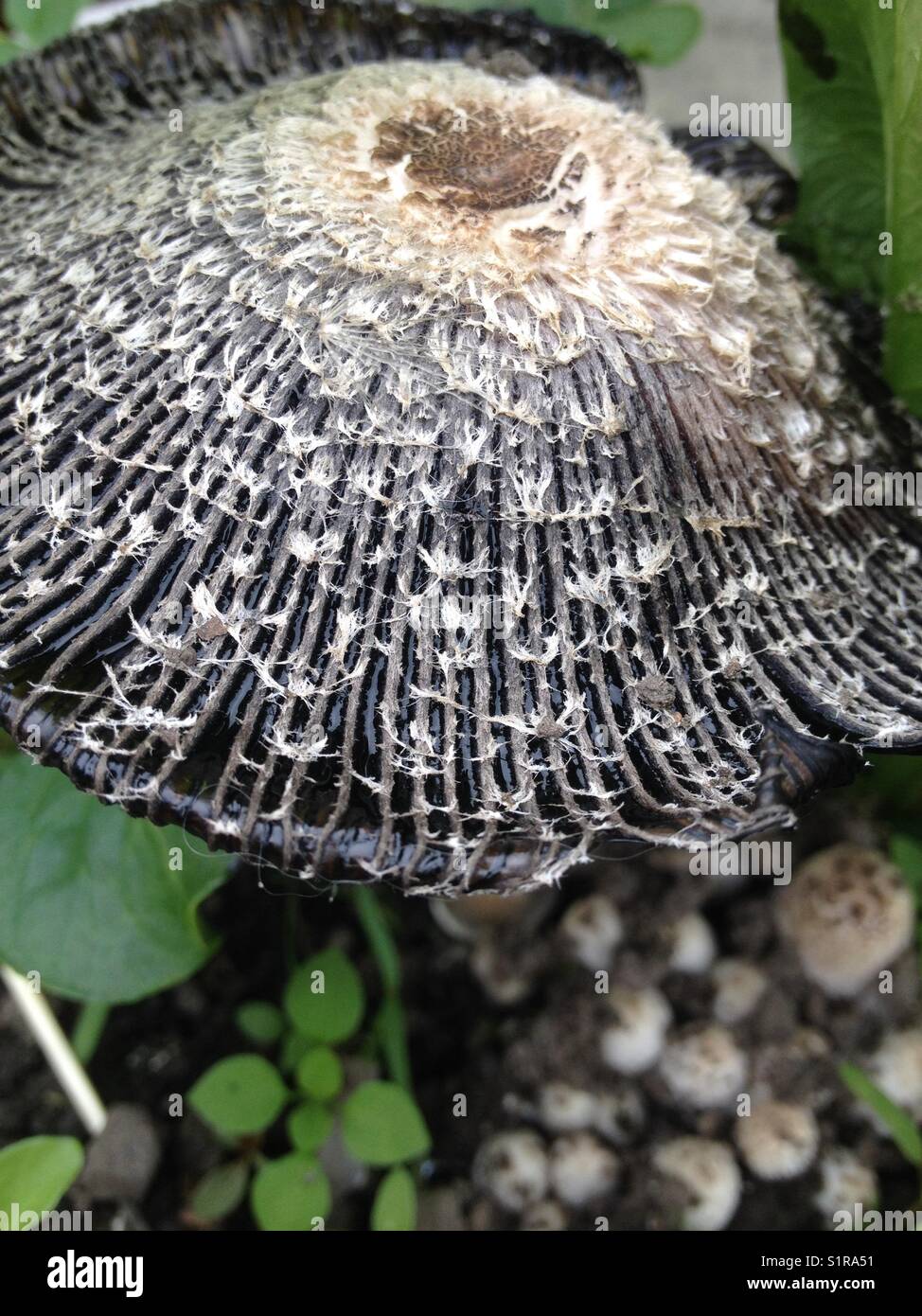 Mushroom growing in the garden Stock Photo