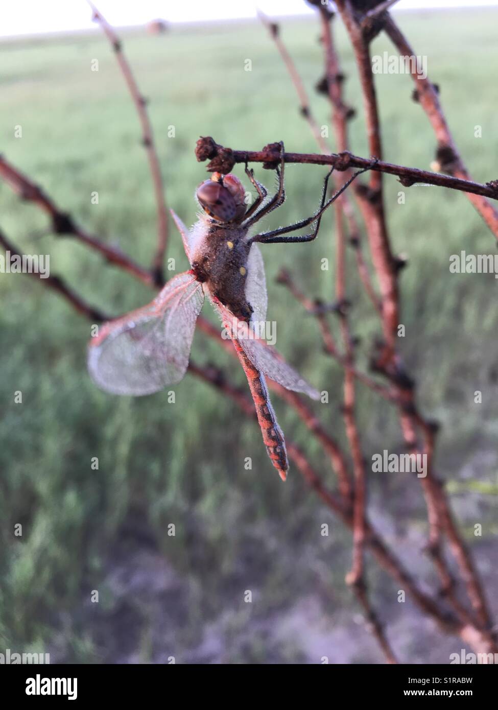 Mosquito hawk hires stock photography and images Alamy