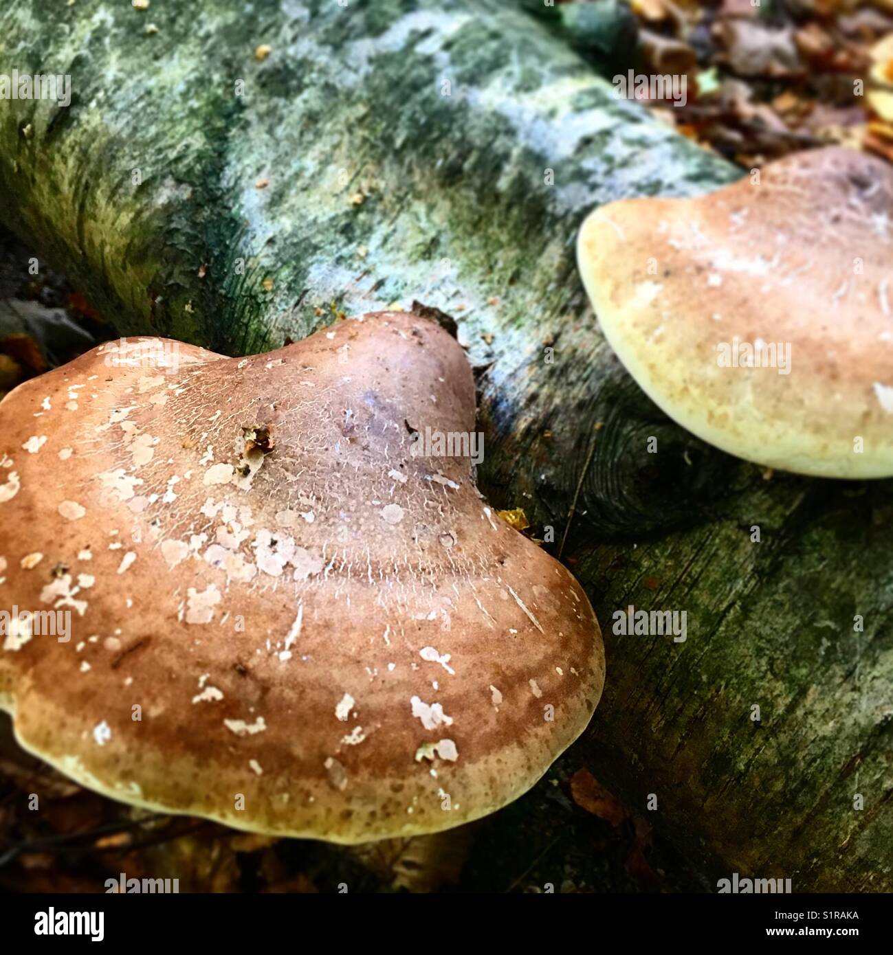 Birch polypore fungus growing on dead birch tree on forest floor in