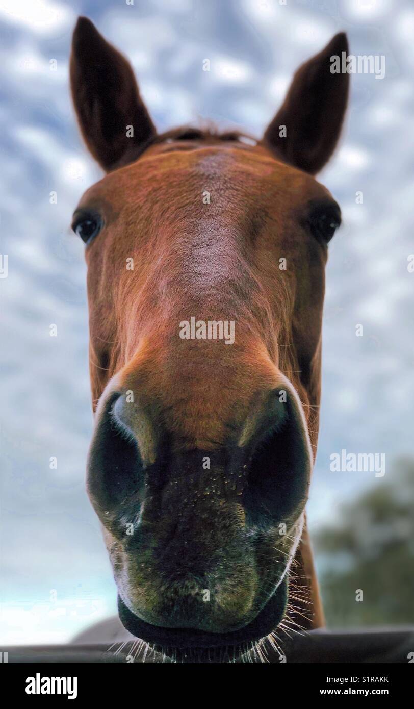 Ok, where’s the Carrots Stock Photo Alamy