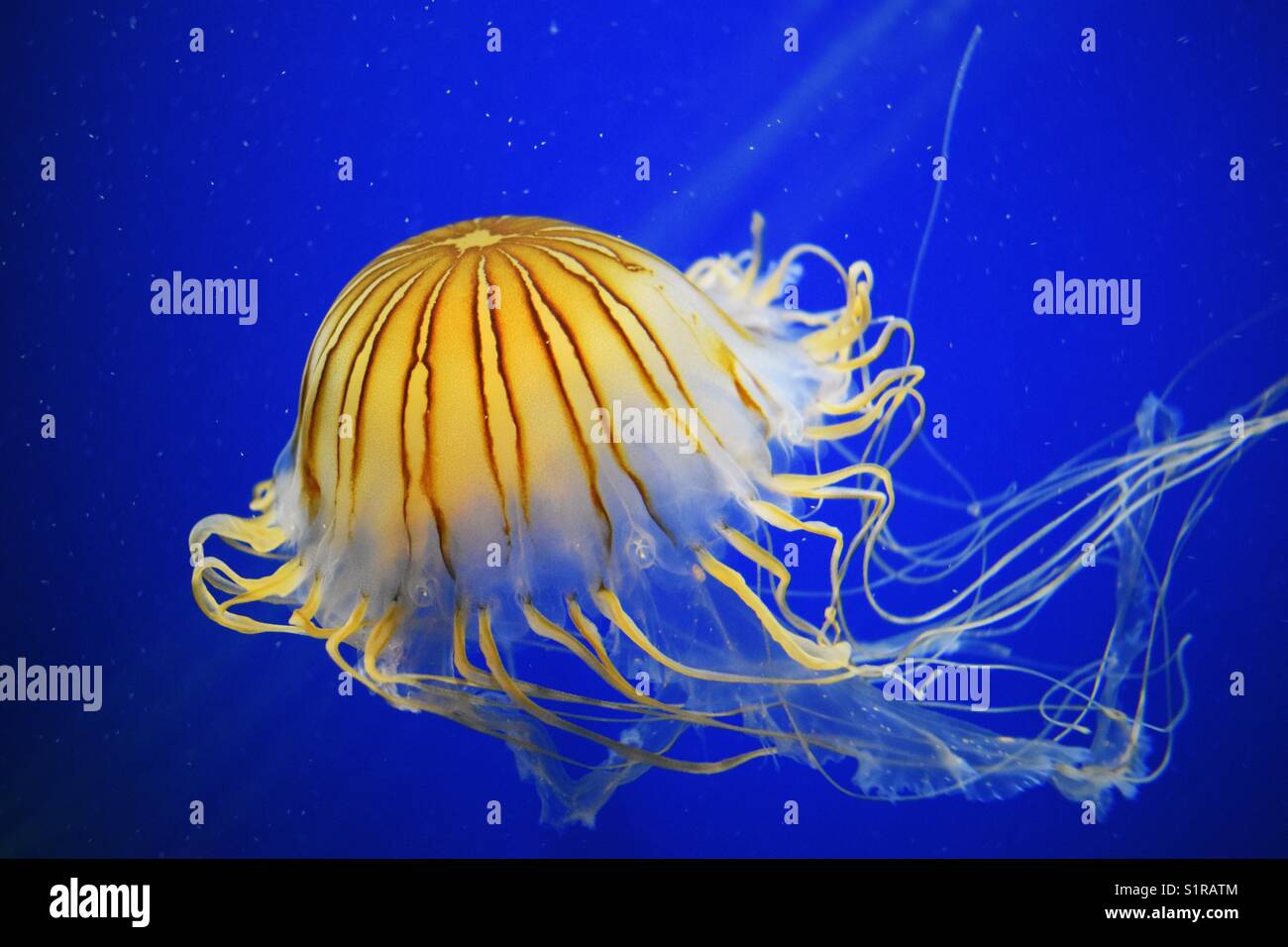 Jellyfish Aquarium Stock Photo Alamy
