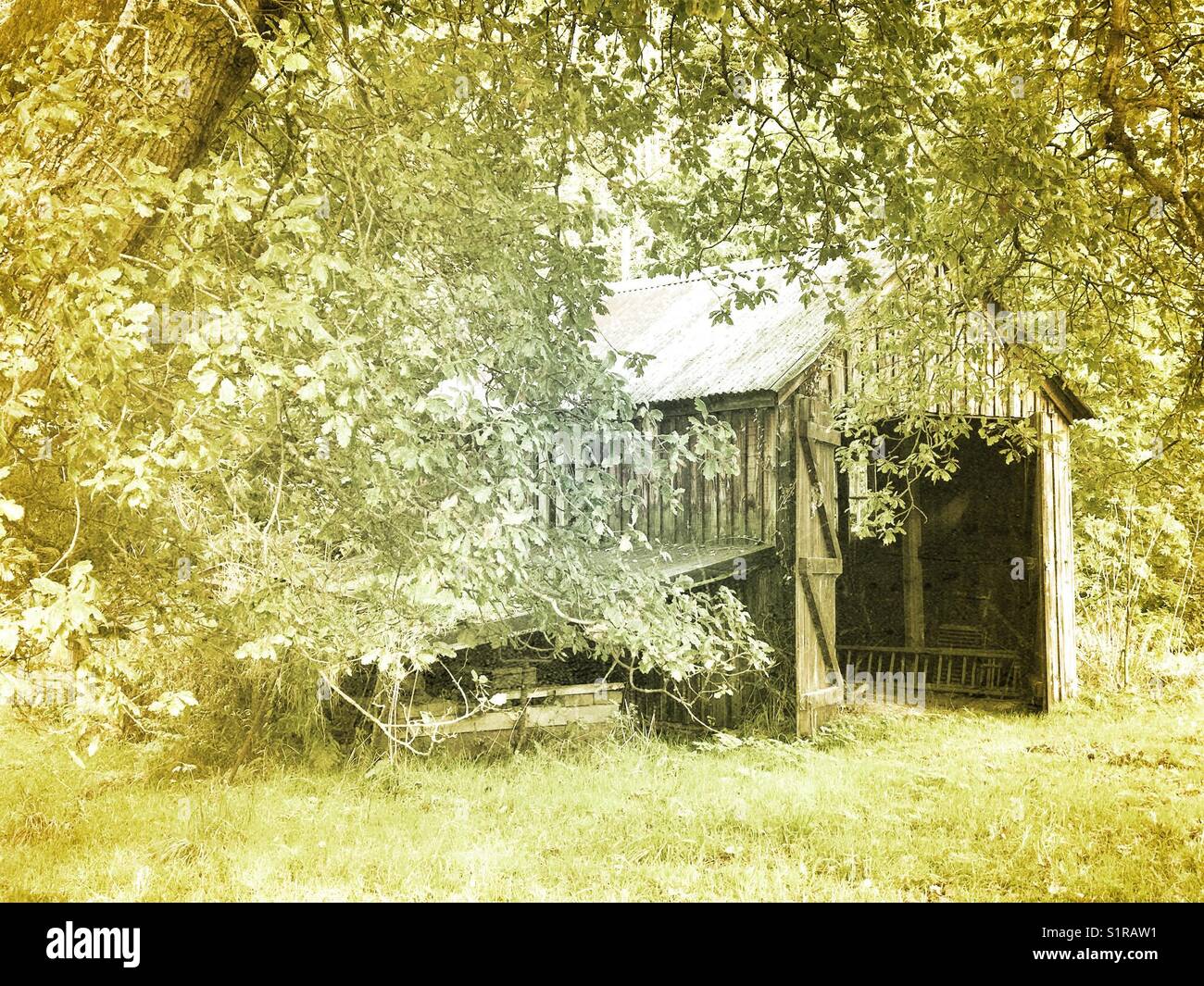 Old cabin in the woods - Smartphone Captured Stock Image