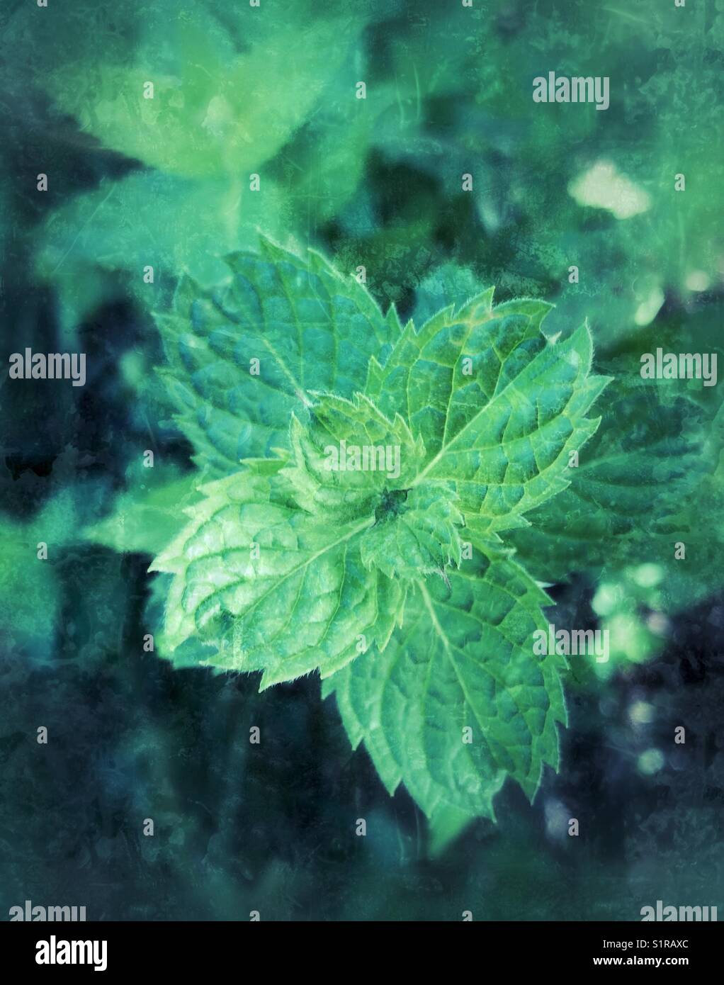 Mint plants growing in an herb garden - Smartphone Captured Stock Image