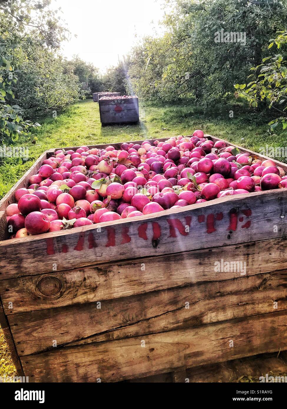 Crates apples in an apple orchard. Stock Photo