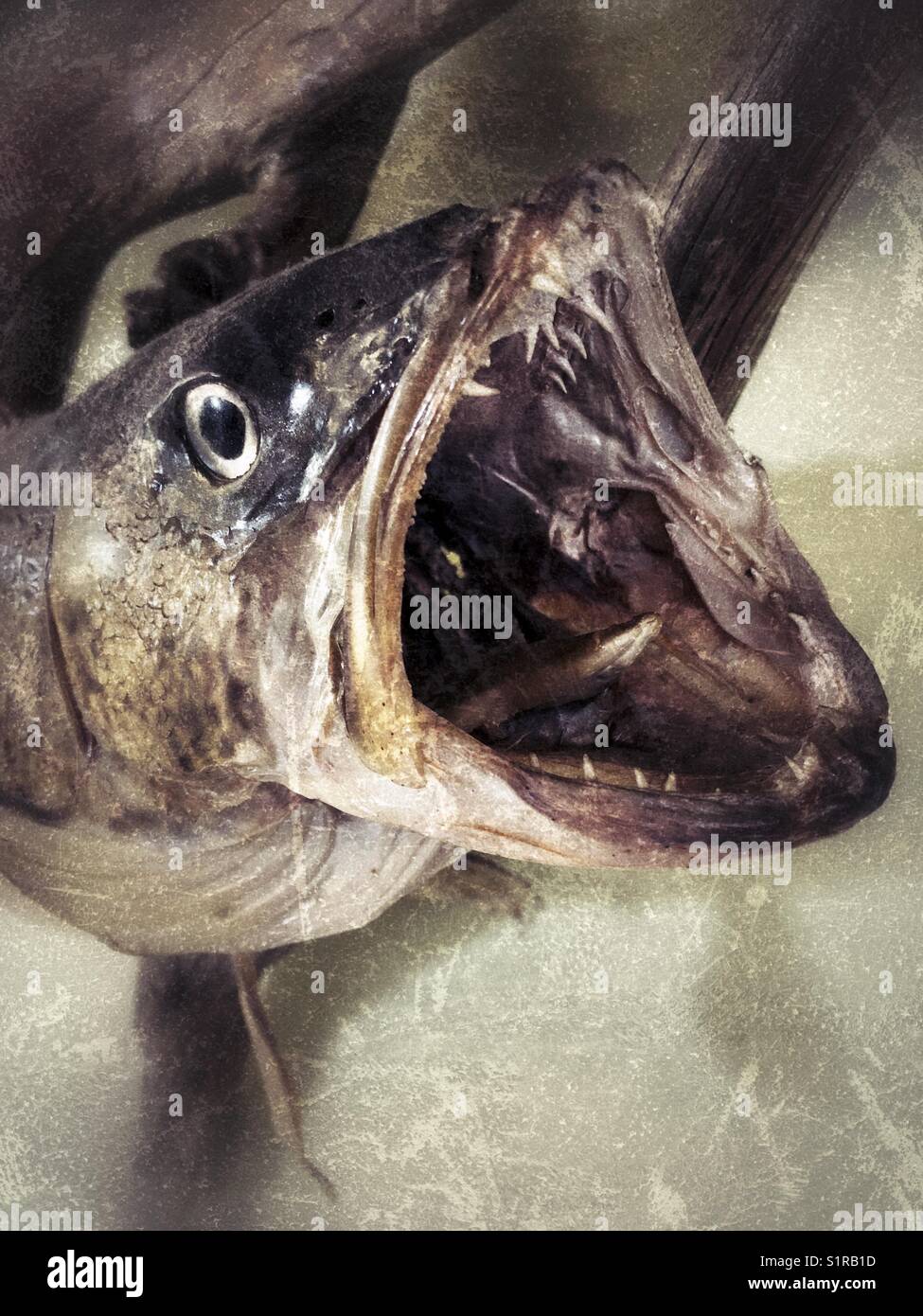 Taxidermied musky fish with mouth open showing teeth Stock Photo