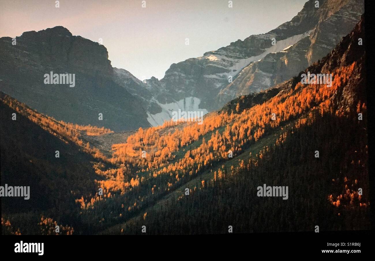 Autumn larches, Banff National Park, Alberta, Canada. - Smartphone Captured Stock Image