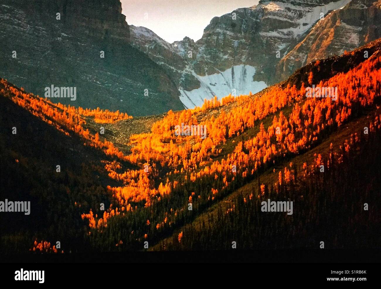 Autumn larches, Banff National Park, Alberta, Canada. - Smartphone Captured Stock Image
