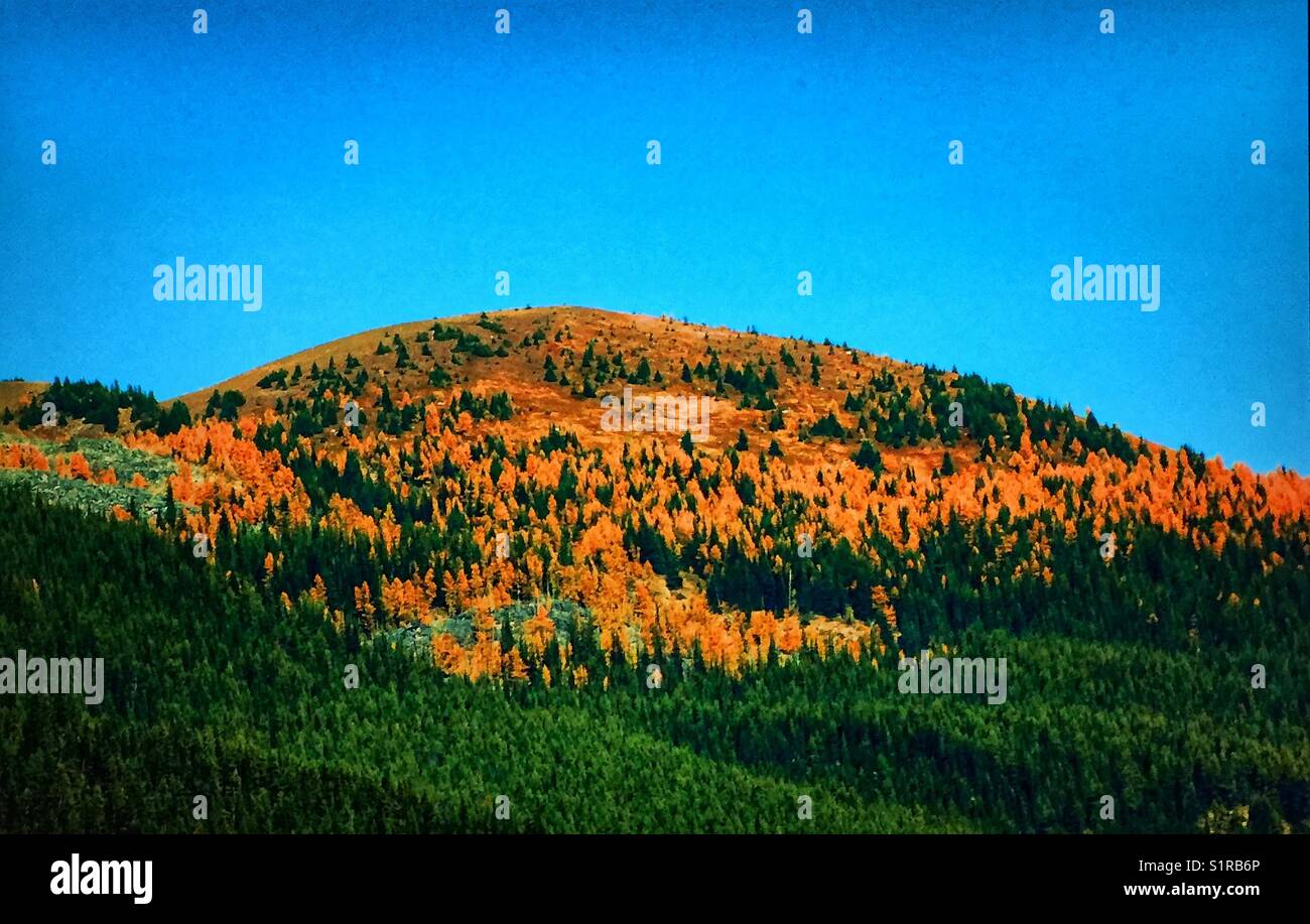 Autumn larches, Canadian Rocky Mountains, Banff National Park, Alberta, Canada. - Smartphone Captured Stock Image