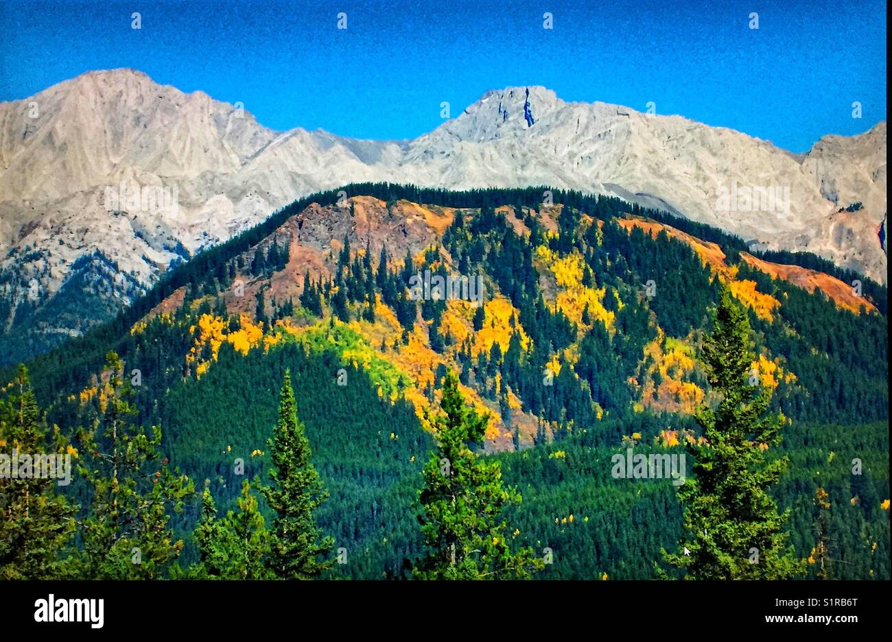 Autumn larches, Canadian Rocky Mountains, Banff National Park, Alberta, Canada. - Smartphone Captured Stock Image