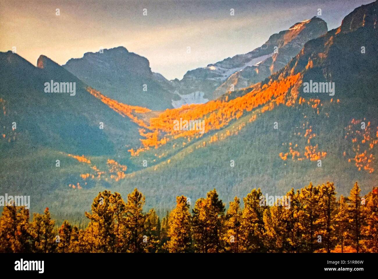 Autumn larches, Canadian Rocky Mountains, Banff National Park, Alberta, Canada. - Smartphone Captured Stock Image