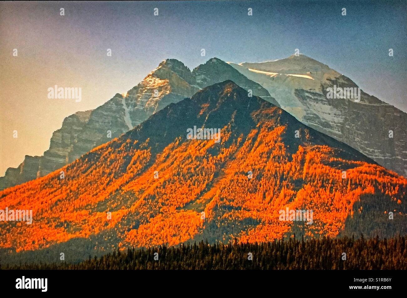 Autumn larches, Canadian Rocky Mountains, Banff National Park, Alberta, Canada. - Smartphone Captured Stock Image