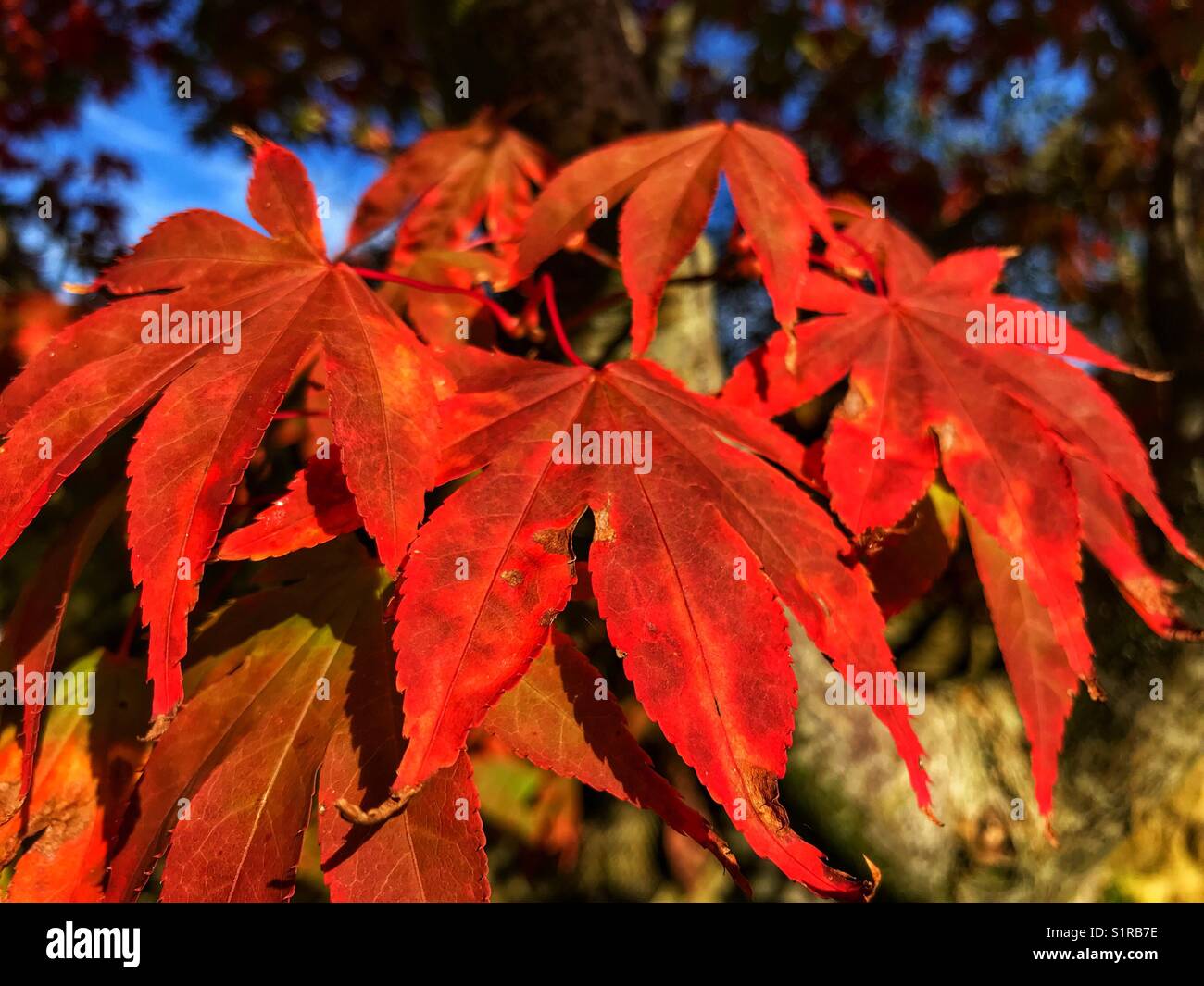 Bright red fall leaves on an Acer tree - Smartphone Captured Stock Image