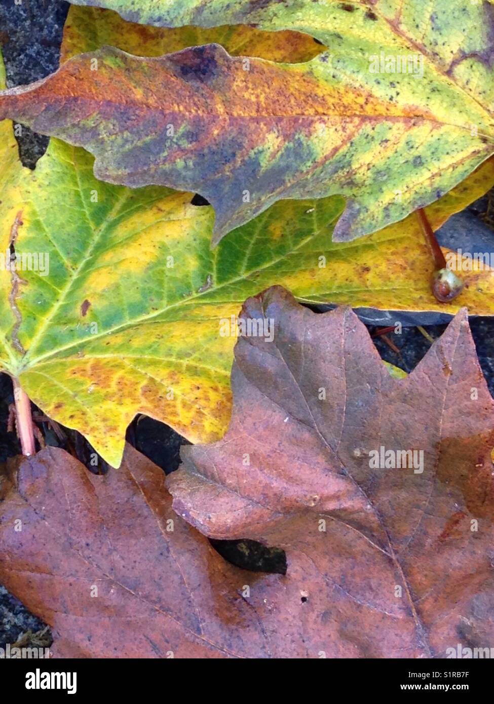 Close-up of fall colors in the Pacific Northwest, USA Stock Photo