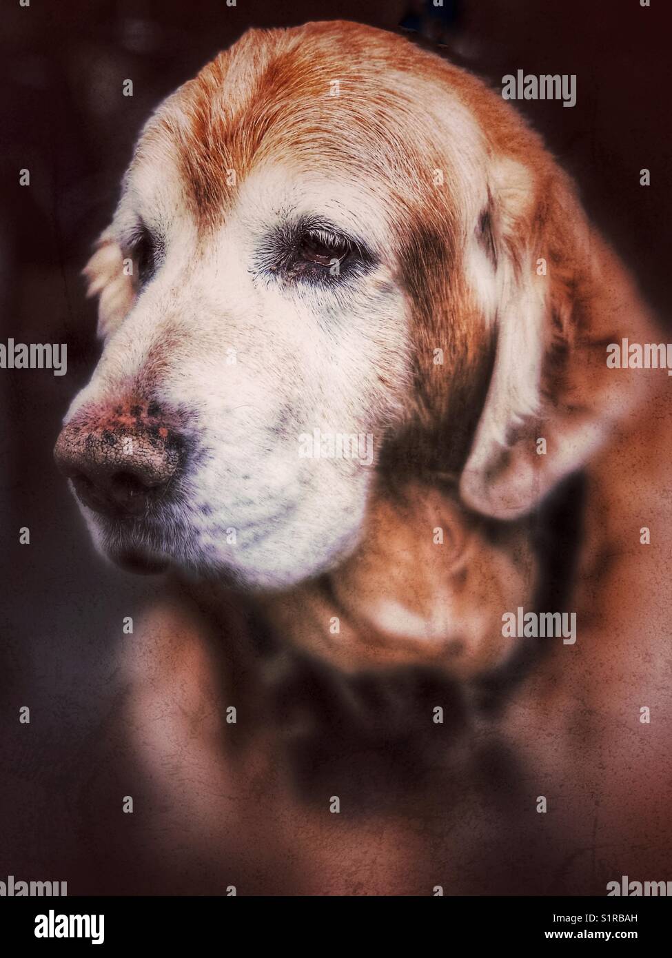 Senior golden retriever hi-res stock photography and images - Alamy