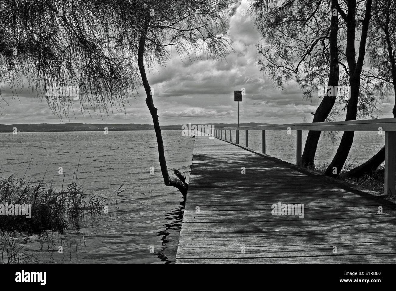 Long timber jetty surrounded by trees in black and white - Smartphone Captured Stock Image