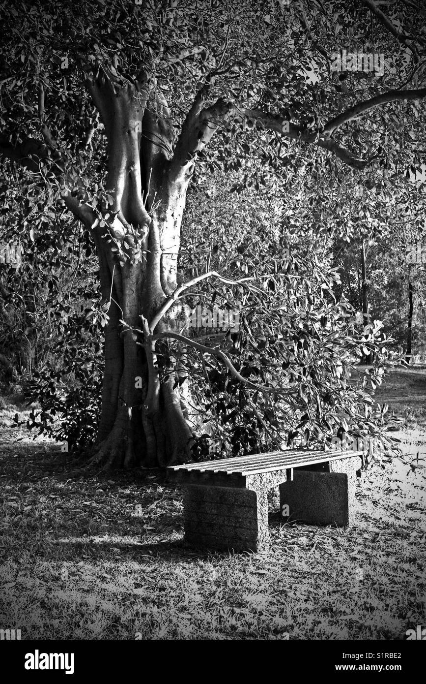 Park bench under tree - Smartphone Captured Stock Image