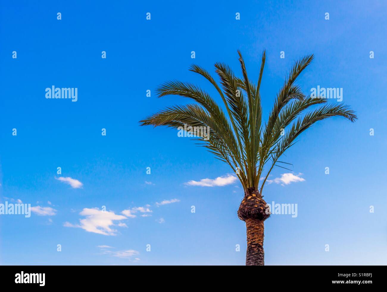 A palm tree set against a blue sky background Stock Photo - Alamy