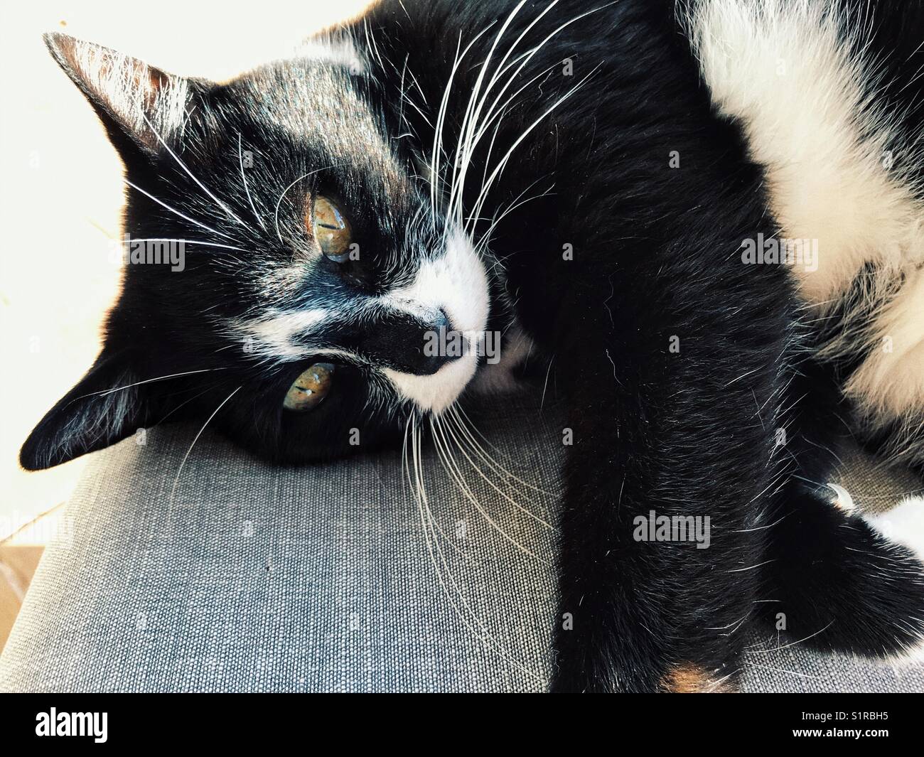 Black & white cat with a black nose, lying down - Smartphone Captured Stock Image