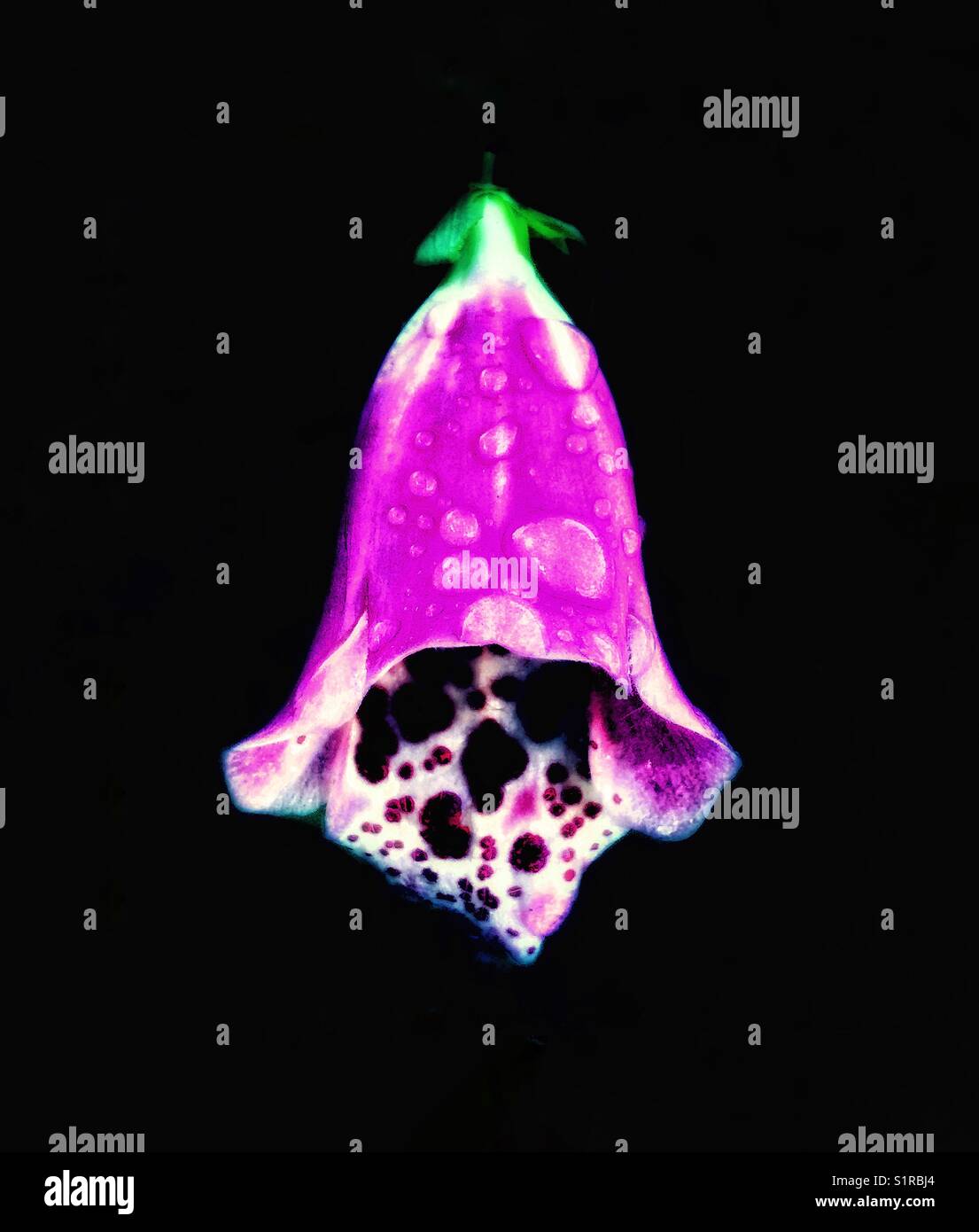 Foxglove flower - Smartphone Captured Stock Image