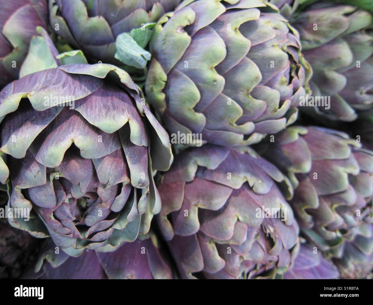 Purple artichokes at the weekly Farmer’s market Stock Photo Alamy