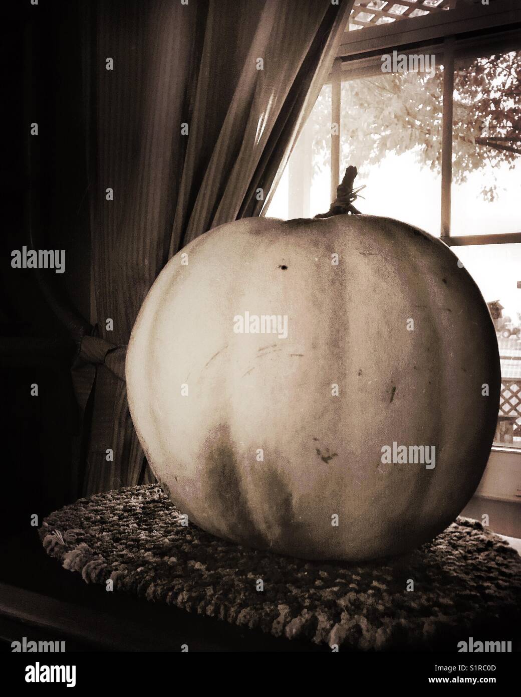A giant white pumpkin decorates the interior of a home and is visible through the window from the outside. Stock Photo