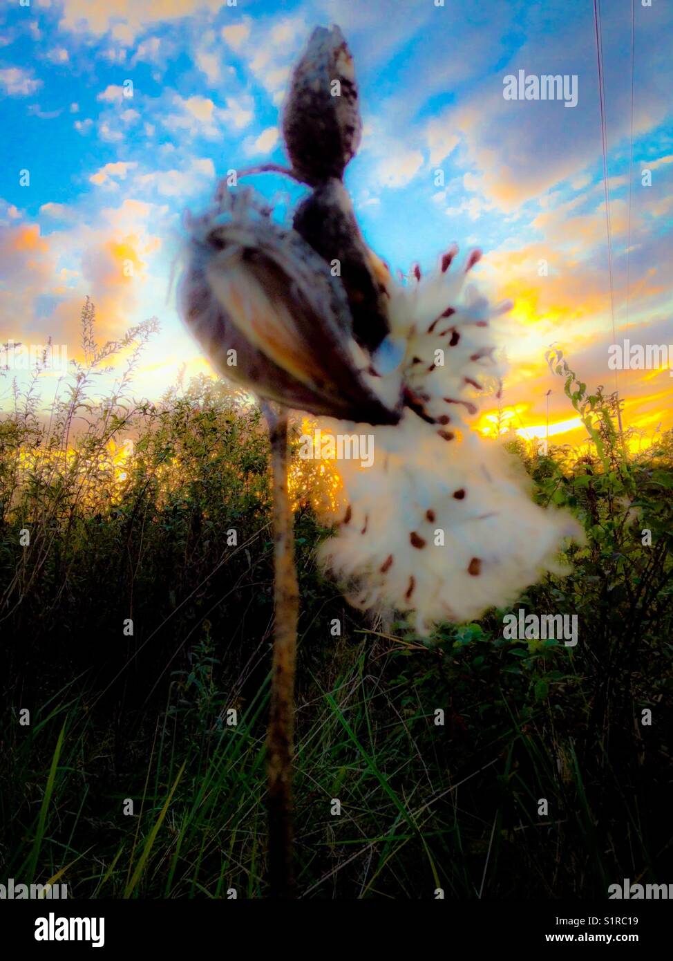 Milkweed fluff - Smartphone Captured Stock Image
