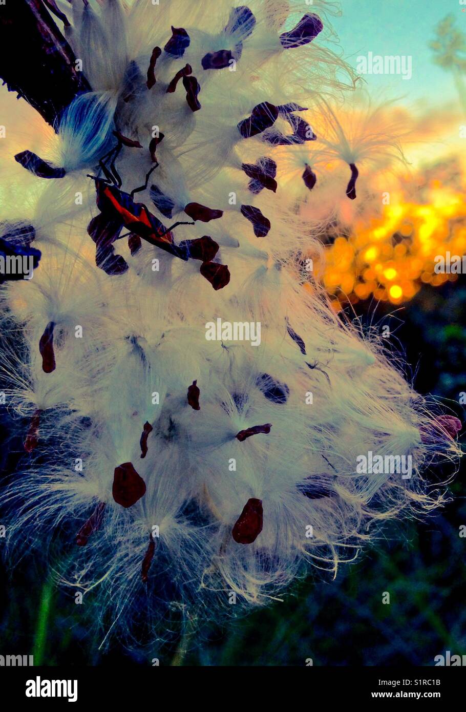 Milkweed seeds in sunset - Smartphone Captured Stock Image