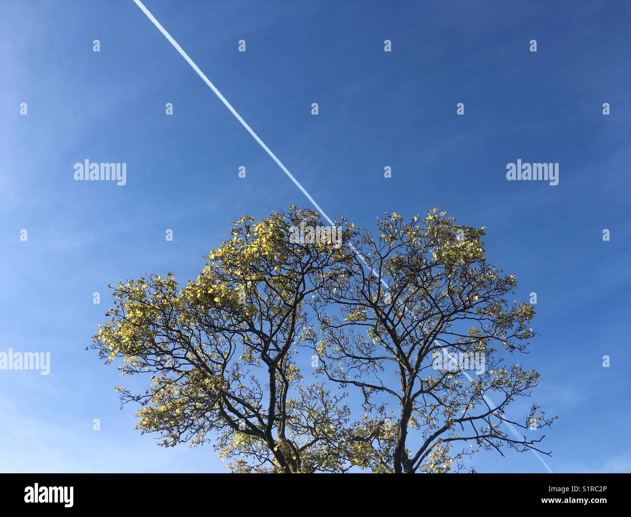 Tree and sky with plane trail - Smartphone Captured Stock Image