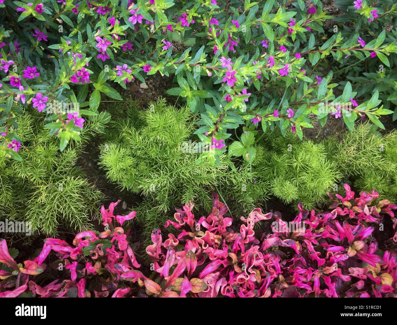 Colourful rows of pink and green flowering and leafy plants with water droplets after morning rain Stock Photo