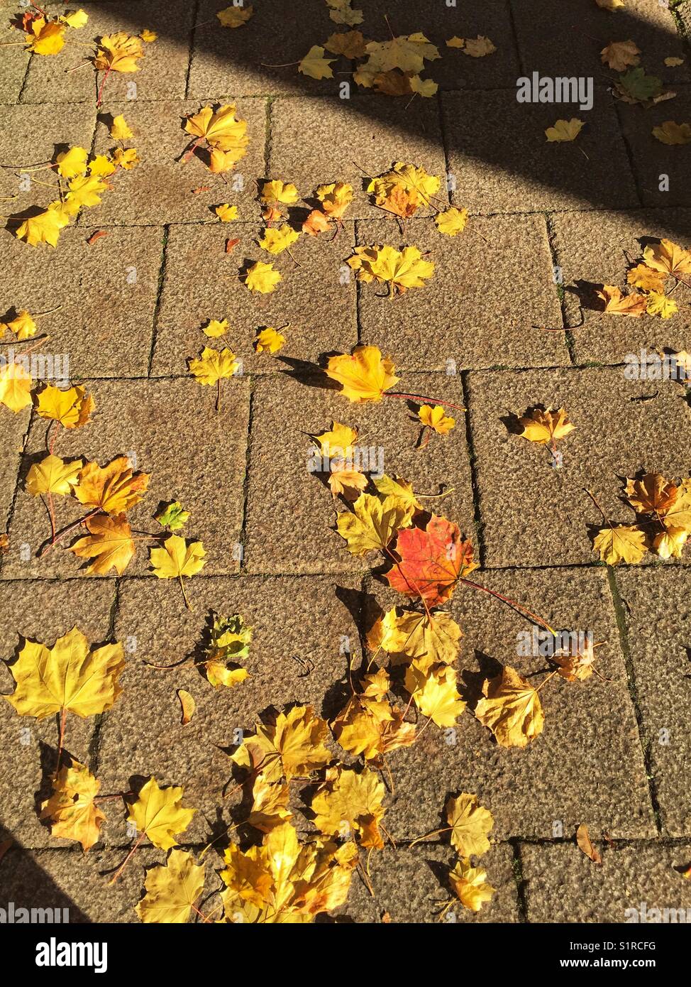 Golden coloured leaf hi-res stock photography and images - Alamy