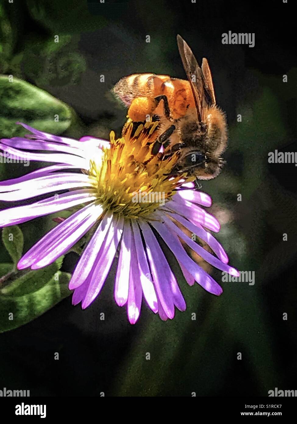 A honey bee gathering pollen from a purple wildflower Stock Photo - Alamy