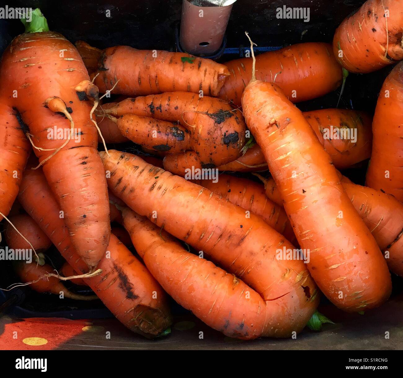 Selection of home grown carrots from allotment. Odd shaped vegetables. Stock Photo