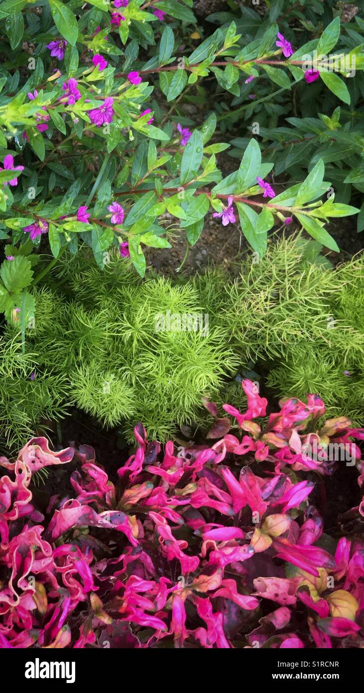 Colourful rows of pink and green flowering and leafy plants with water droplets, after the morning rain Stock Photo