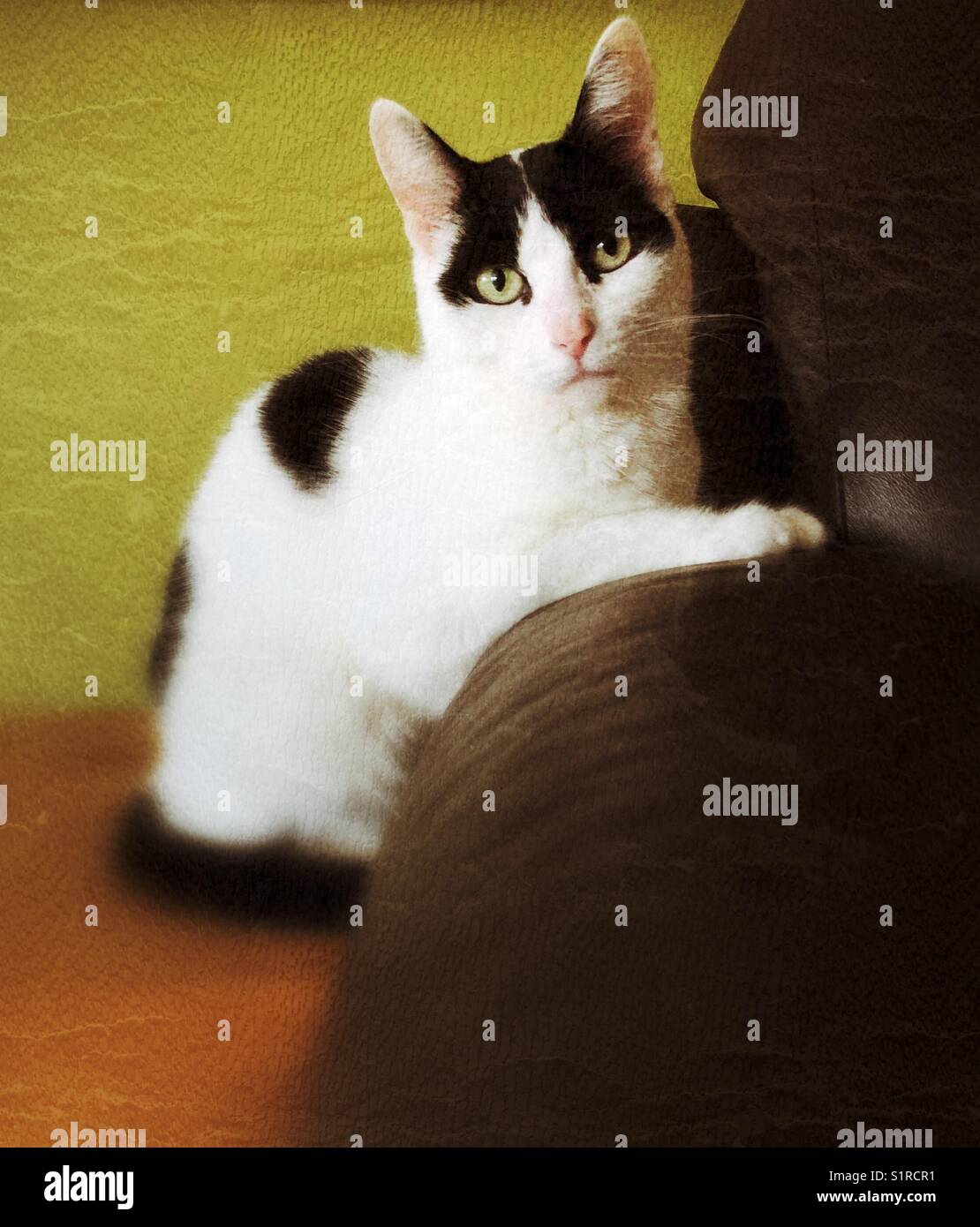 Portrait of a small female tuxedo domestic cat Stock Photo
