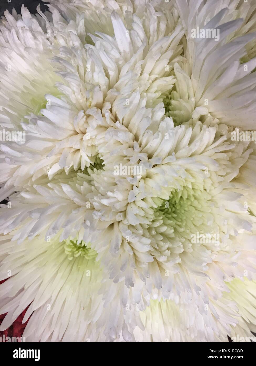 White chrysanthemum flowers hires stock photography and images Alamy