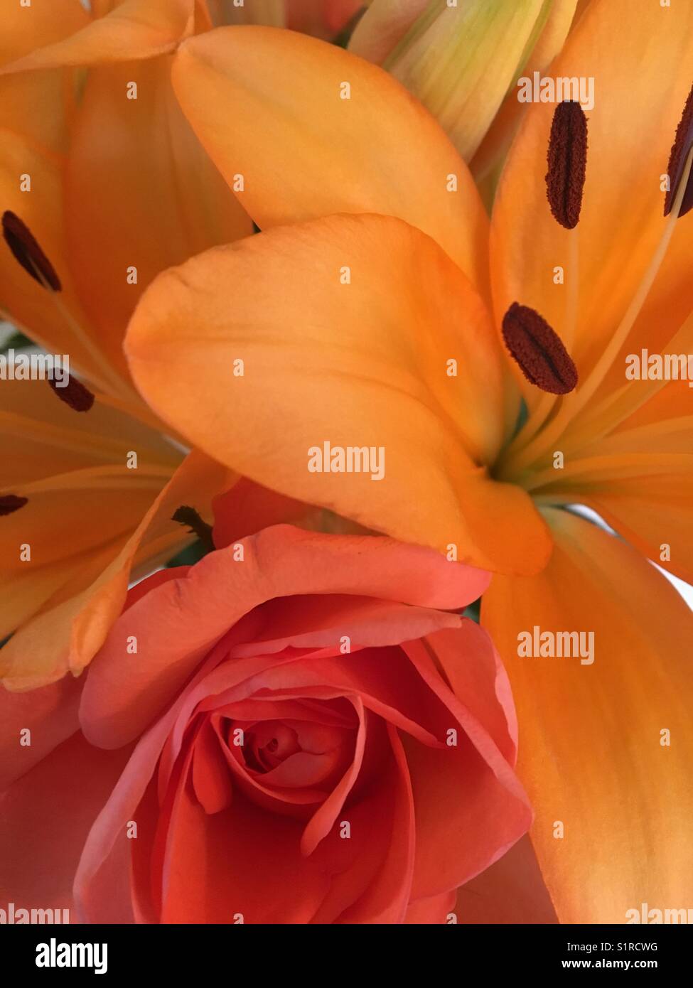 Flowers in red and orange Stock Photo Alamy