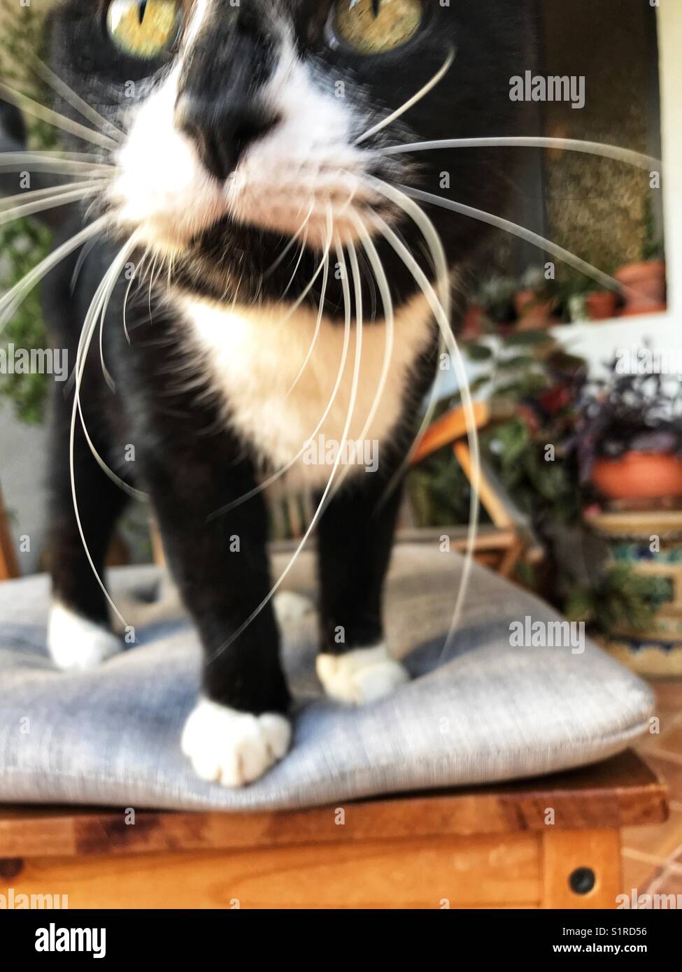 Cat on a chair hi-res stock photography and images - Alamy