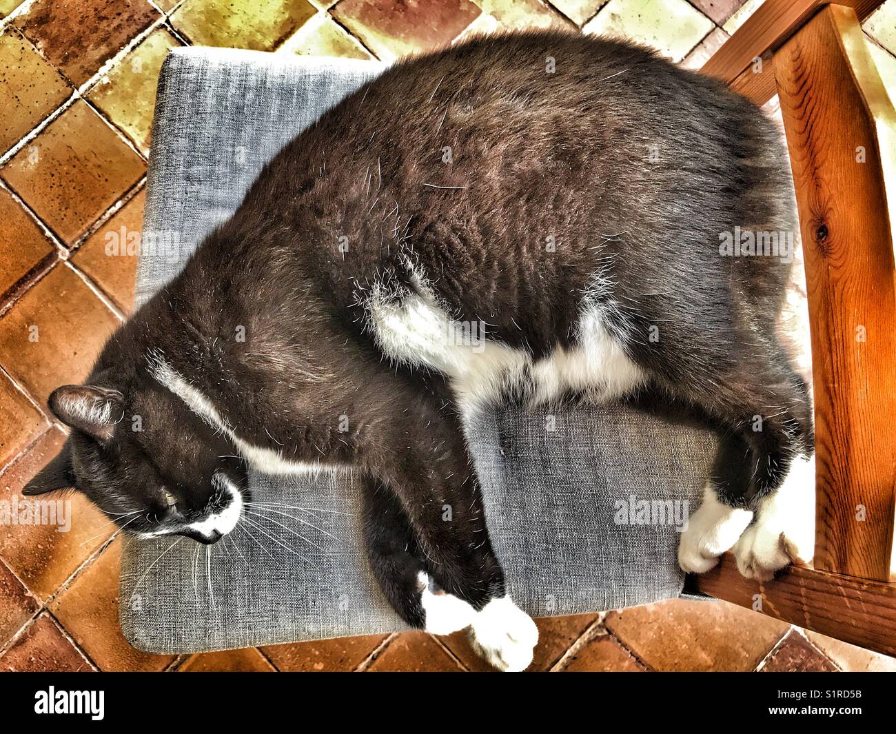 Black and white cat, sleeping on a chair, outdoors, high angle view - Smartphone Captured Stock Image