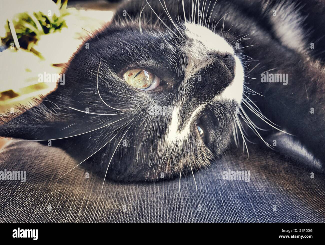 Black and white cat, lying on a chair, outdoors, portrait, close up - Smartphone Captured Stock Image
