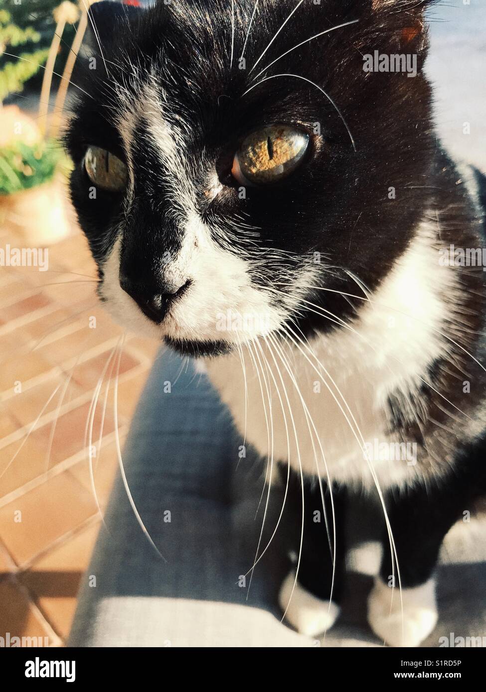 Black and white cat, sitting on a chair, outdoors, high angle view, close up - Smartphone Captured Stock Image