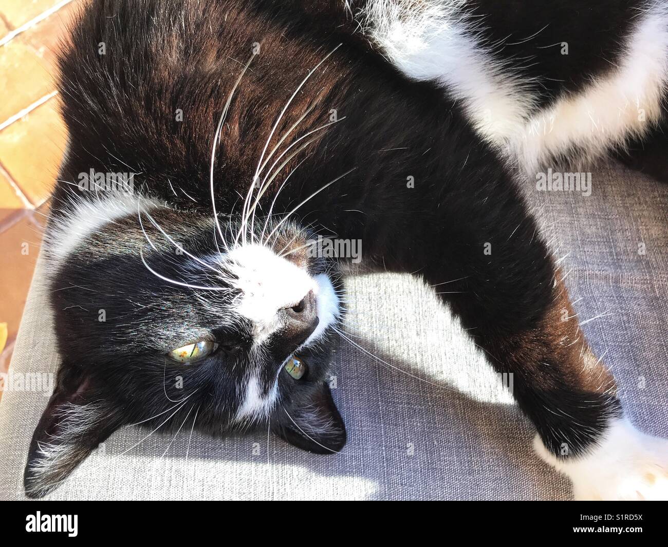 Black and white cat, lying on a chair, outdoors, high angle view, close up - Smartphone Captured Stock Image