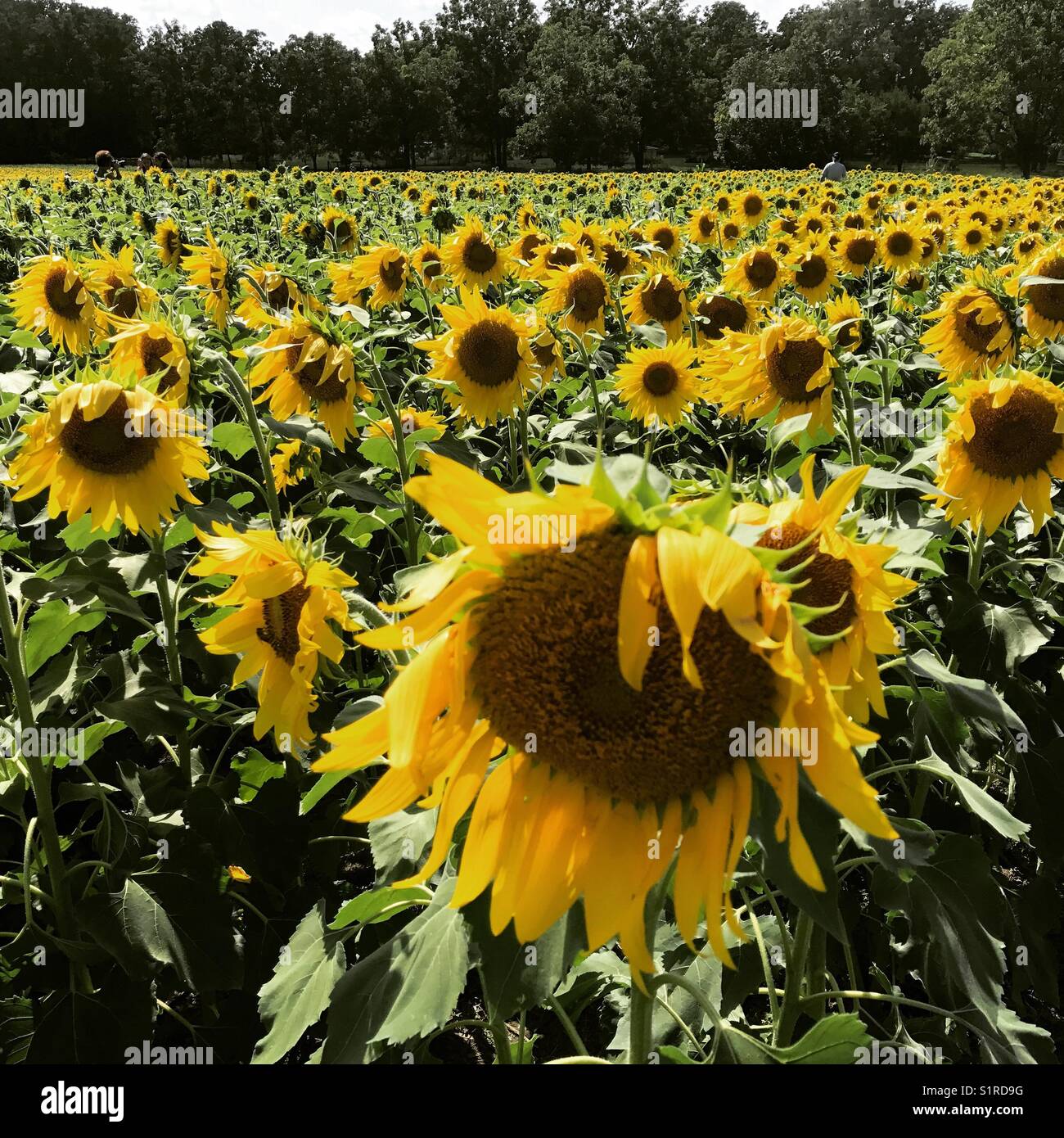 Sunflower field in rural Ohio Stock Photo