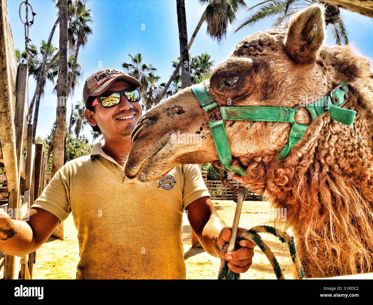 A camel and his caretaker. Stock Photo