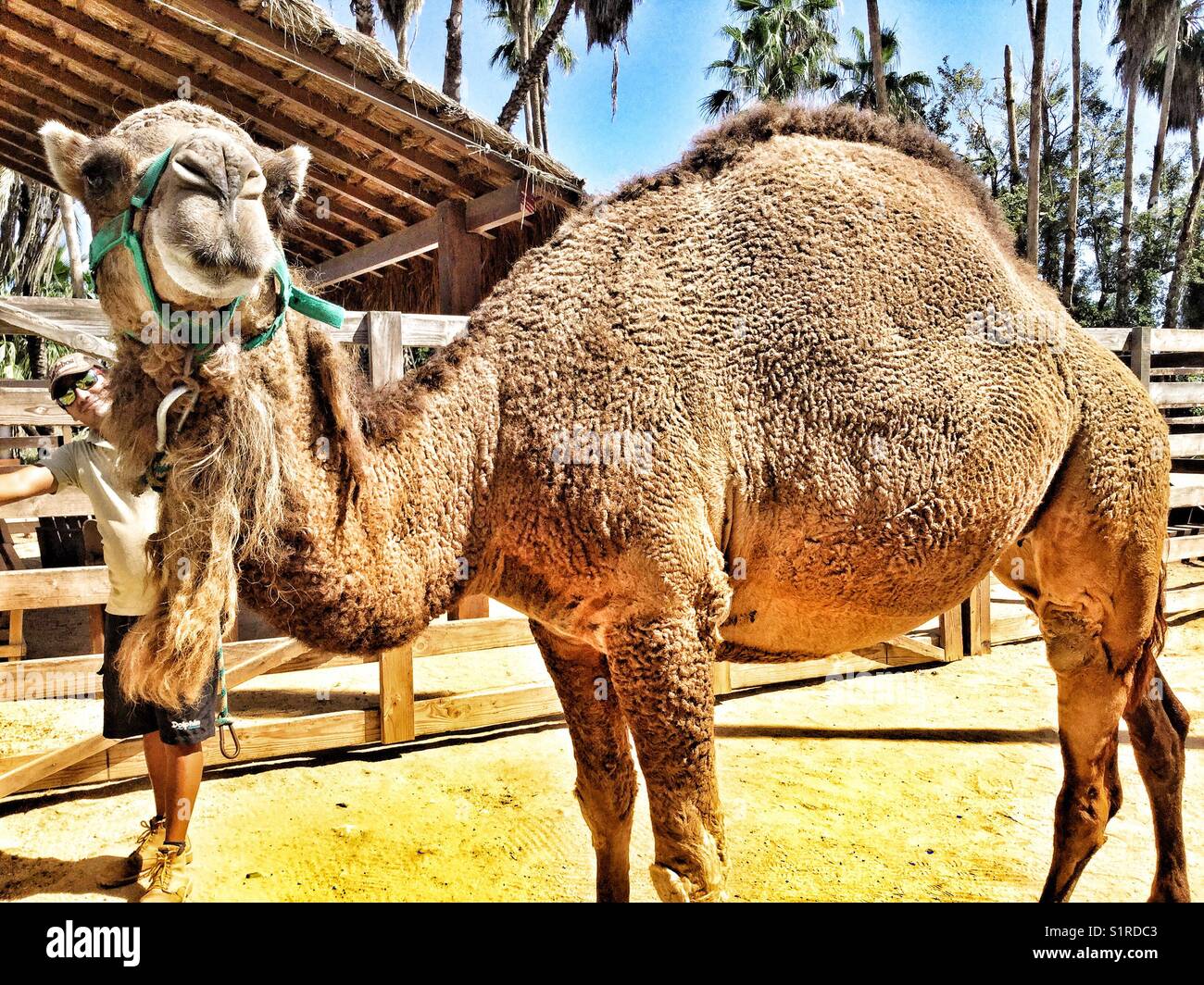 A camel and his caregiver pose for the camera. - Smartphone Captured Stock Image
