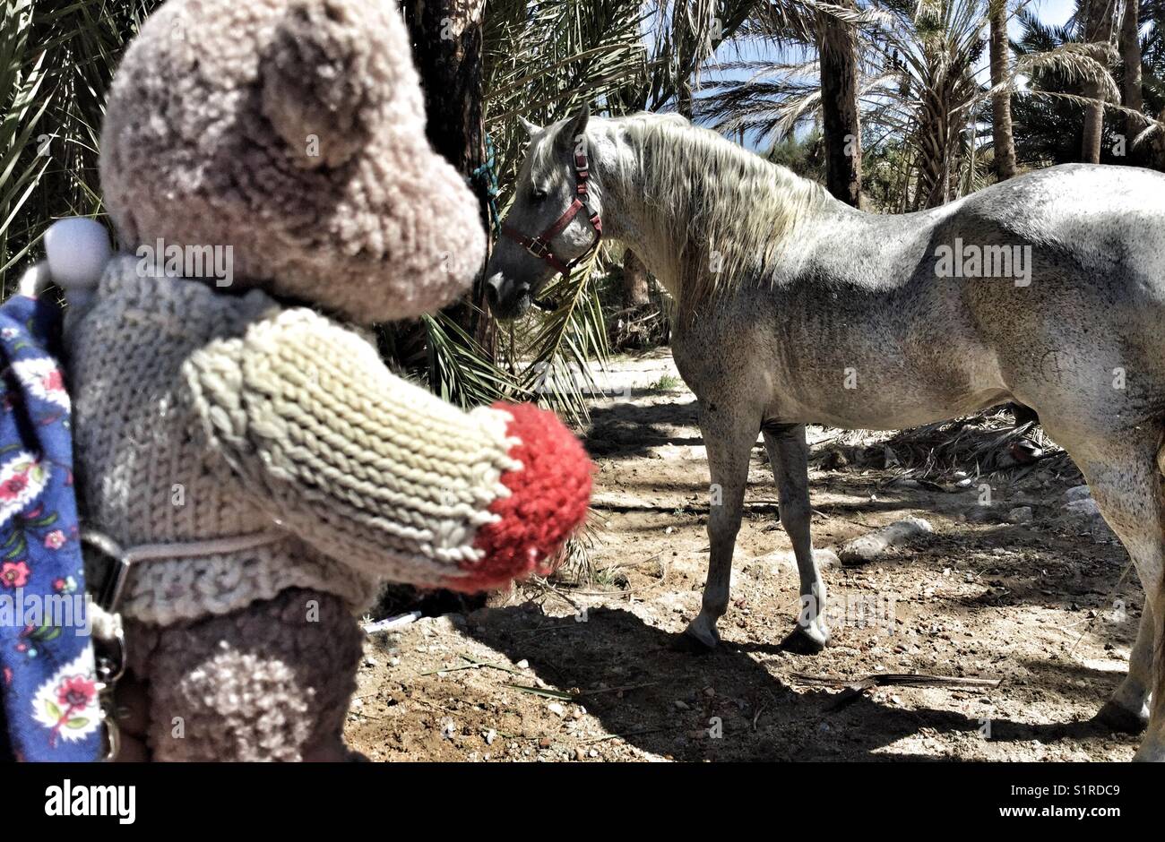 white horse teddy
