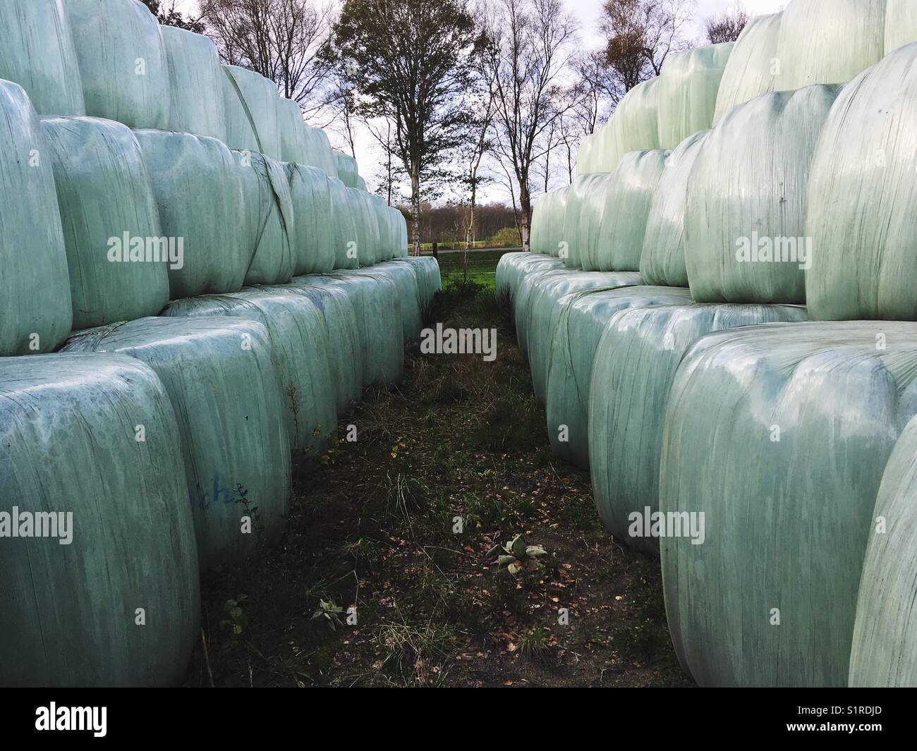 Two rows of stacked silage hay bales wrapped in plastic foil Stock Photo