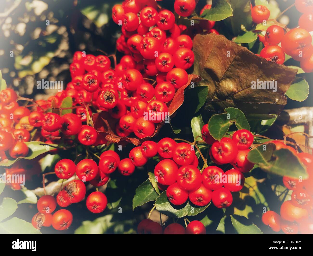 Red autumn berries - Smartphone Captured Stock Image