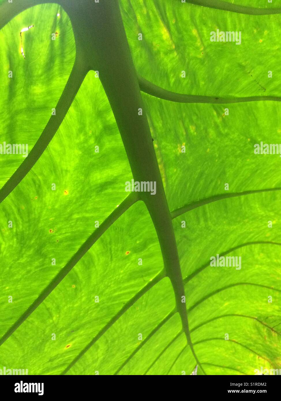 Green leaf - Smartphone Captured Stock Image