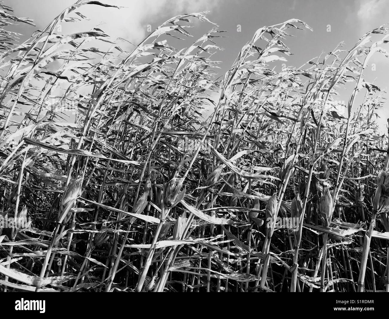 Corn field in black and white Stock Photo Alamy