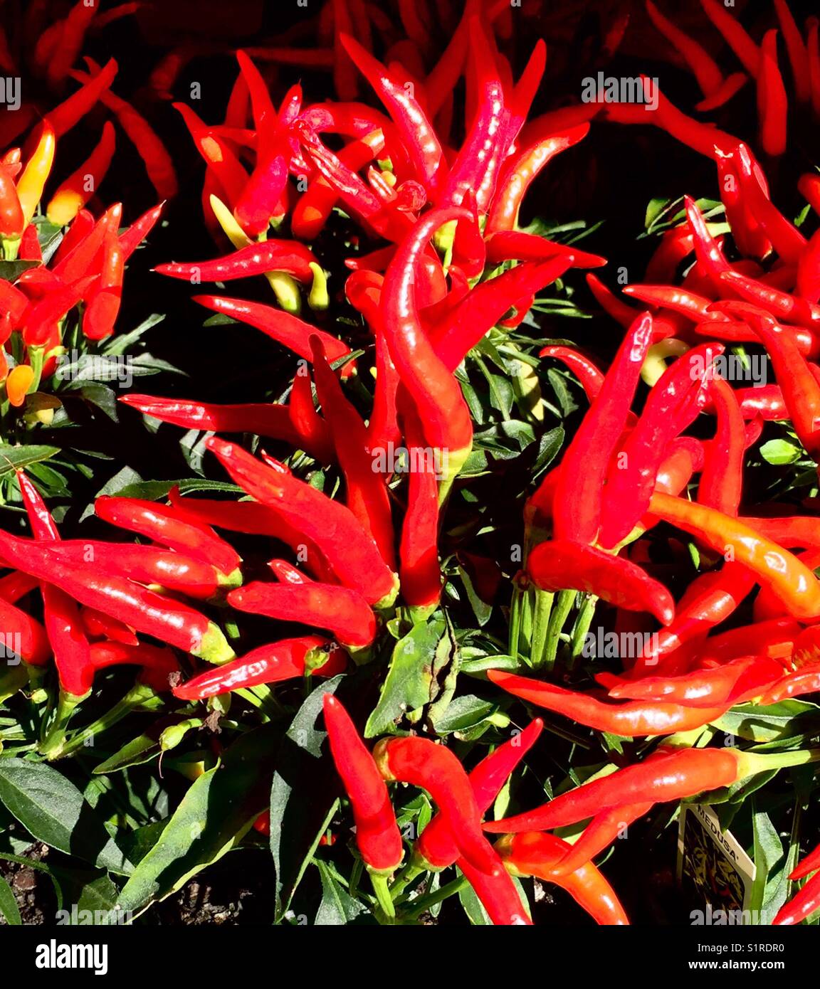 Sun drenched radiant red (a few white) ornamental peppers Stock Photo